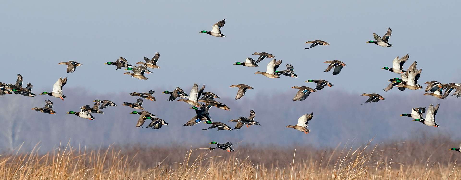 Duck Hunting Duck Hunting