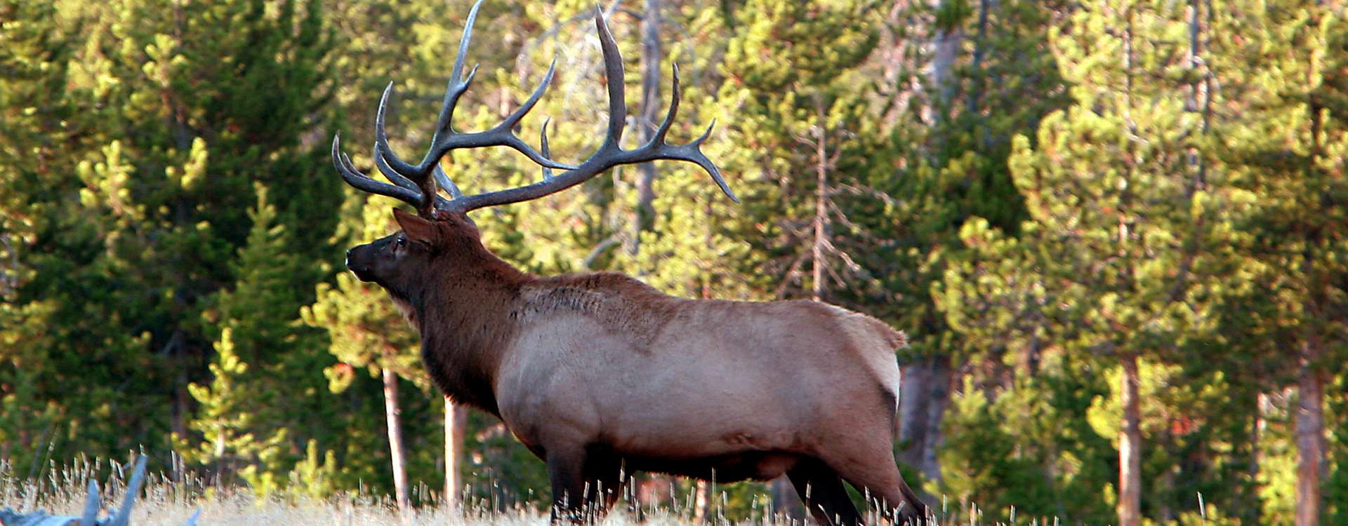 Elk Hunting Elk Hunting