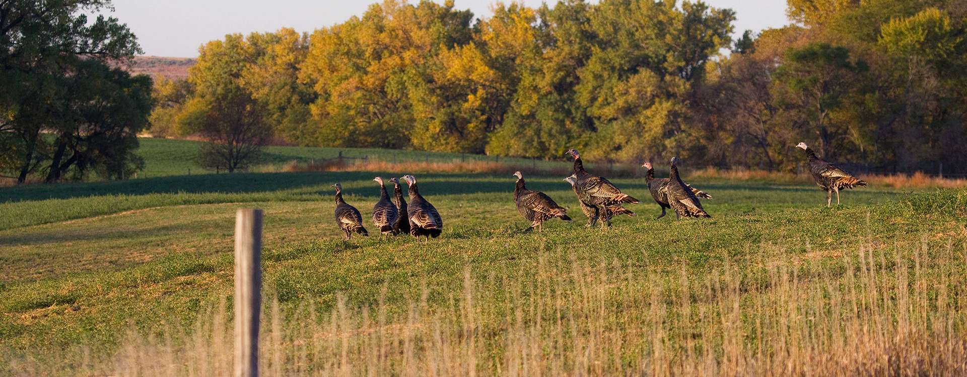 Turkey Hunting Turkey Hunting