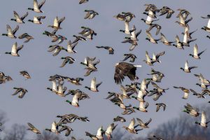 duck-hunts