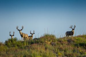 mule-deer-hunts